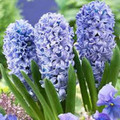 Special Offer - 3 Bulbs of each Hyacinth Variety