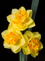 Apotheose - Double Daffodil