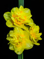 Pronto - Double Daffodil