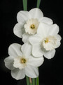 Stainless - Single Daffodil