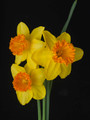 Frances Mary - Single Daffodil