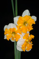 Saffron Queen - Single Daffodil