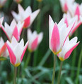 Lady Jane - Species Tulip