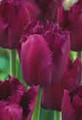 Curly Sue - Fringed Tulip