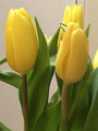 Bolroy Honey - Triumph Tulip