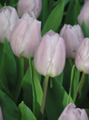 Bulk Tulip - Candy Prince Triumph Tulip