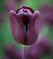 Bulk Tulips -Continental Triumph Tulip