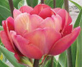 Ridgedale - Double Tulip