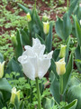 White Leberstar - Coronet Tulip