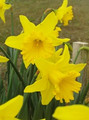 Golden Daffodil Collection - Special Offer