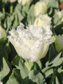 White Ice - Fringed Double Tulips