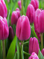 Jumbo Pink - Triumph Tulip