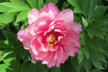 Pink Double Dandy - Itoh Peony Roses