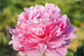 Pink Parfait- Peony Roses