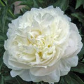 White Sarah Bernhardt - Herbaceous Peony Roses