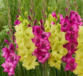 Your Choice Mixed Gladiolus