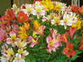 Blooming Wonderful