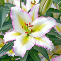 Primrose Hill - Oriental  Lilium
