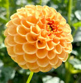  Honeycomb - Ball Dahlia