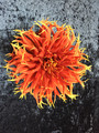 Show & Tell - Giant Decorative Dahlia