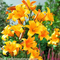 Orange Planet - Trumpet Lily