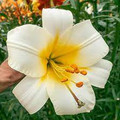 White Planet - Trumpet Lily