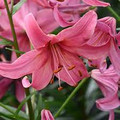 Pink Flight - Tiger Lily