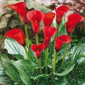 California Red Calla Lilies - Zantedeschias