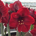 Mandella - Hippeastrum