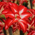 Splash - Double Hippeastrum