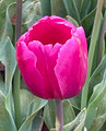 Panama - Triumph Tulip