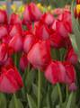 Bulk Tulip Sprying - Triumph Tulip