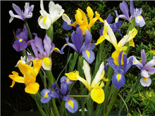 Dutch Iris Mixed Colours