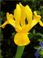 Dutch Iris Orange Beauty