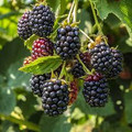 Thornless Blackberries