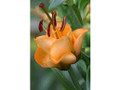 Apricot Fudge - Double Asiatic Lilium