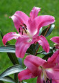 Donato - Oriental Trumpet Lily