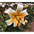 Mr Cas - Oriental Trumpet Lily