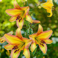 Rising Moon - Oriental Trumpet Lily