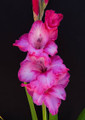 Fado - Gladiolus