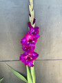 Next Level - Gladiolus