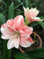 Pink Glory - Hippeastrum