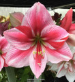 Lemon Star - Hippeastrum