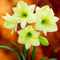 Lemon Star - Hippeastrum