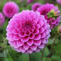Pink Show - Ball Dahlia