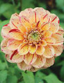 Homicide  - Decorative Dahlia