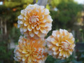 Cornflakes  - Decorative Dahlia