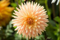 Embrace - Cactus Dahlia