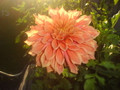 Juliette - Giant Decorative Dahlia