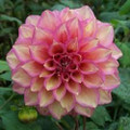 Juliette - Giant Decorative Dahlia